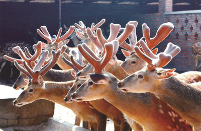 呦呦鹿鸣，科技新生——东丰县“呦呦鹿科技”的生态与创新交响曲