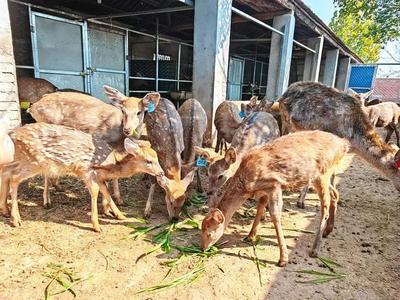 乡村振兴 | 河南潢川县 特色养殖 致富有“鹿”