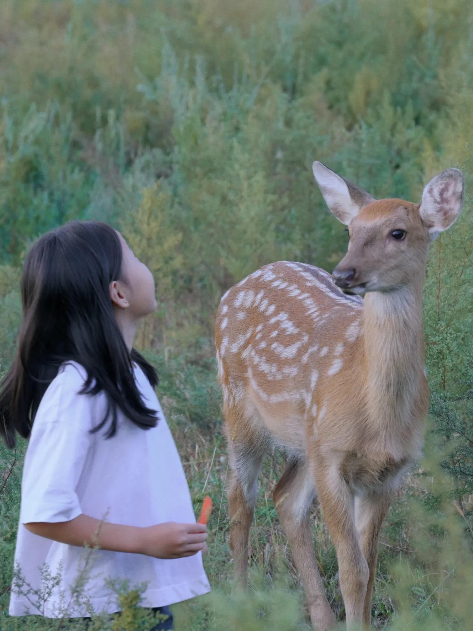 呦呦鹿鸣在深林 探访大连白云山梅花鹿与呦呦鹿科技